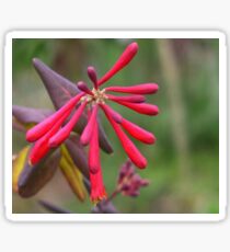 Trumpet Honeysuckle - Buds of Coral Woodbine Sticker