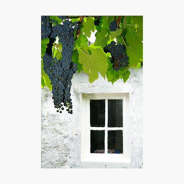 Item preview, Vines in the backyard designed and sold by Gaspar Avila.