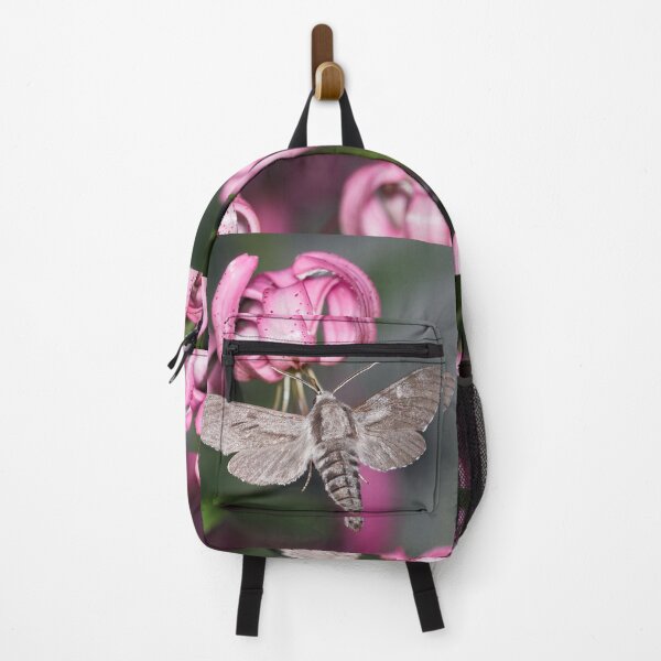 Item preview, Squared. Pine hawk-moth designed and sold by Jouko Lehto Photography.
