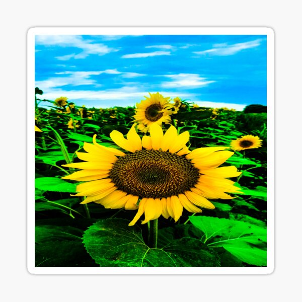 Nouveau design fait main pleine longueur Adulte Tablier-Coqs et tournesols