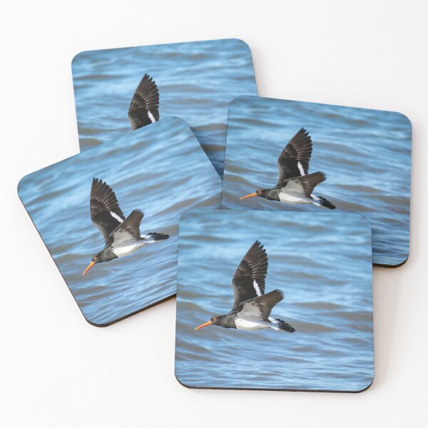 Item preview, Pied Oystercatcher in flight designed and sold by imaginethis.