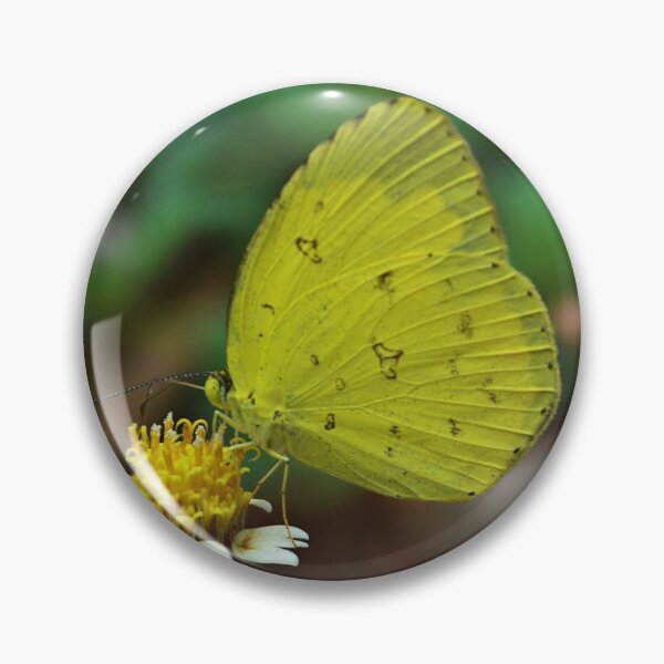 Item preview, Common emigrant butterfly designed and sold by VeenaNair23.