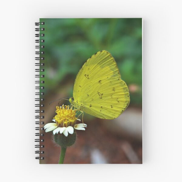Item preview, Common emigrant butterfly designed and sold by VeenaNair23.