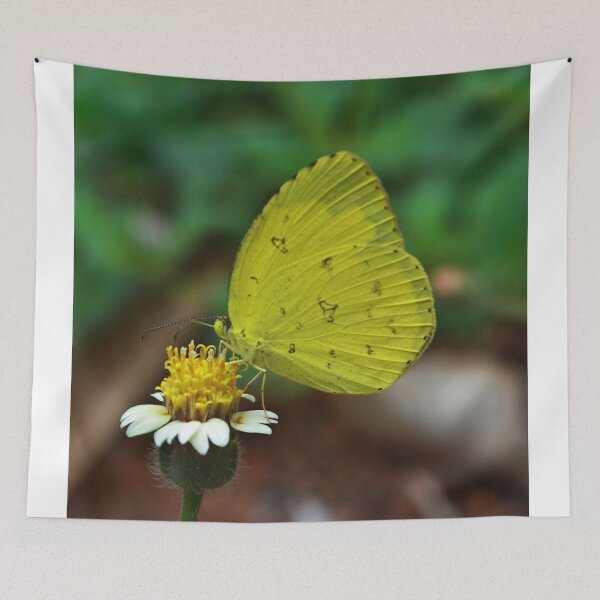 Item preview, Common emigrant butterfly designed and sold by VeenaNair23.