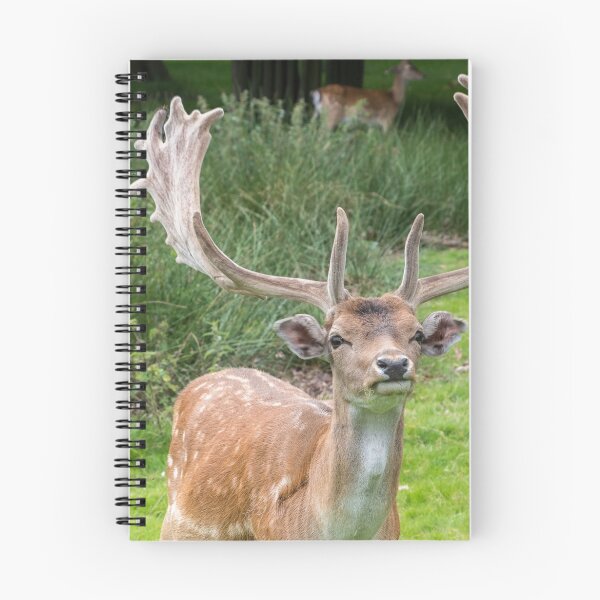 Item preview, Fallow Deer with Antlers designed and sold by Graphics By Craig.