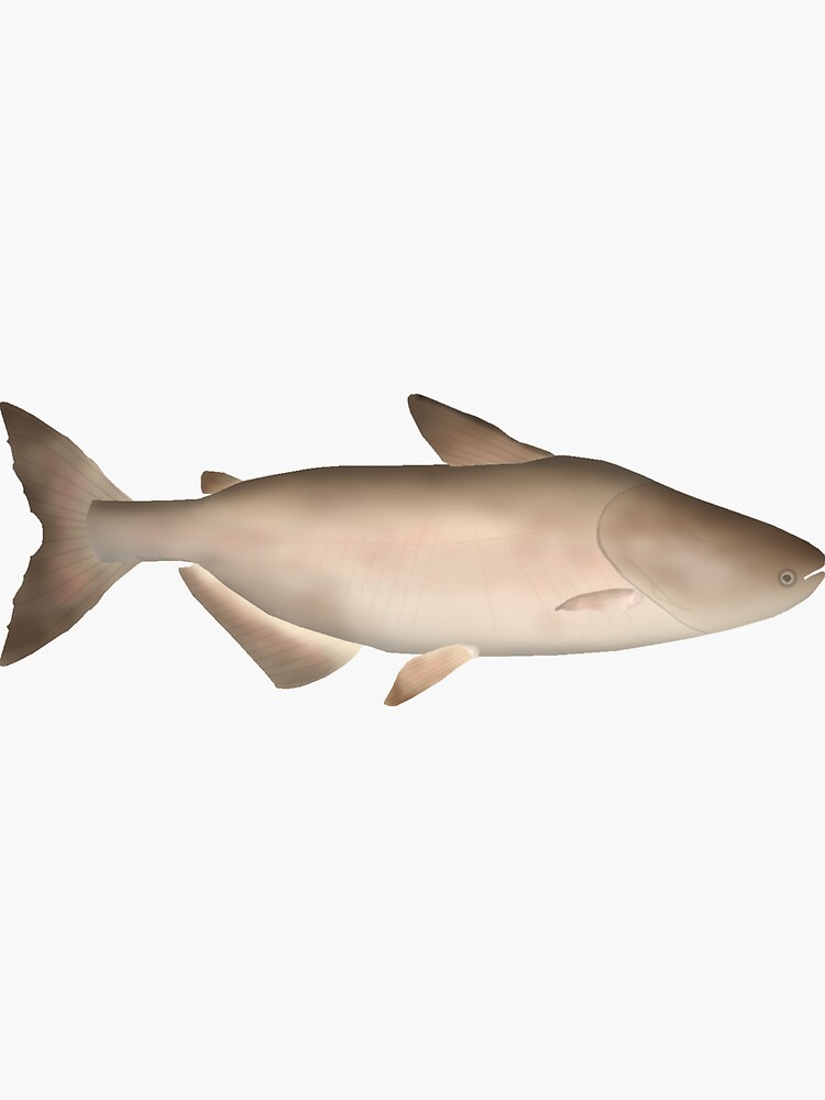 Mekong Giant Catfish