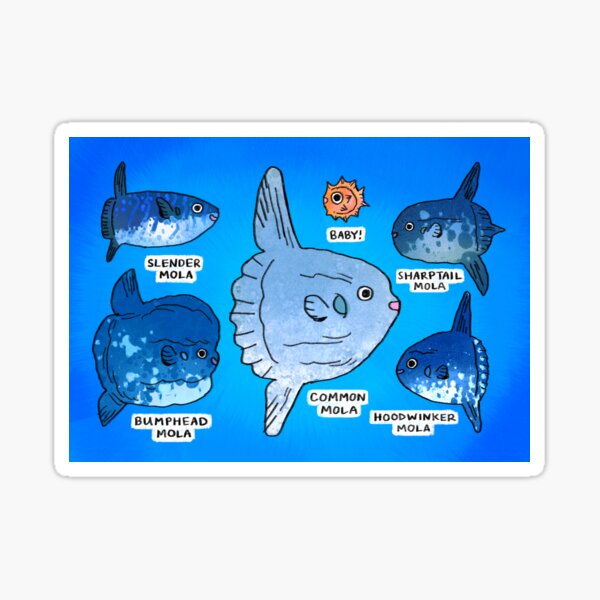 "Types of Mola Mola" Sticker for Sale by salami-spots | Redbubble