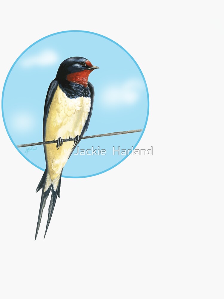 Swallow on a wire by Meadowpipit