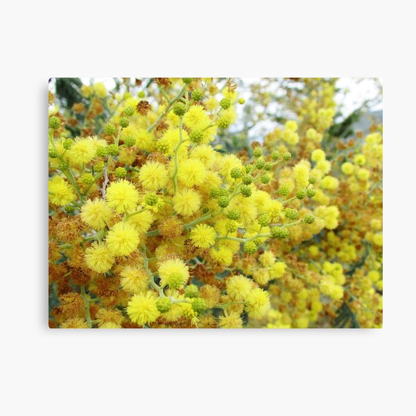 Australian Wattle Tree Canvas Prints | Redbubble