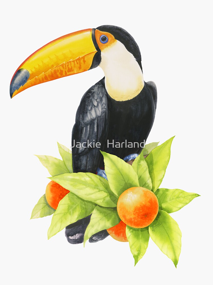 Toucan  by Meadowpipit