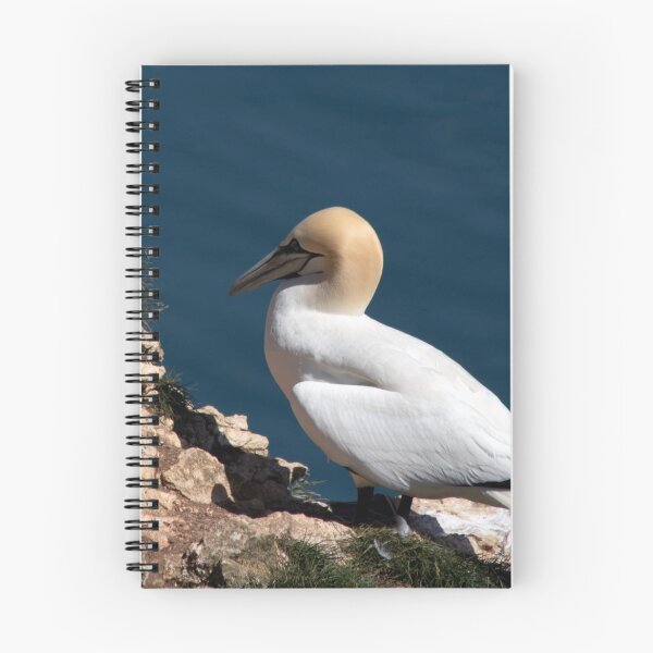 Item preview, Gannet on a cliff at Bempton cliffs designed and sold by HazelWright.