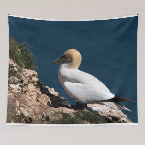 Item preview, Gannet on a cliff at Bempton cliffs designed and sold by HazelWright.