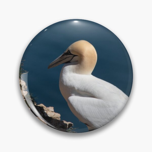 Item preview, Gannet on a cliff at Bempton cliffs designed and sold by HazelWright.