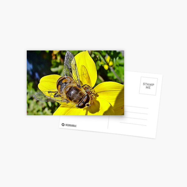 "Resting" Postcard