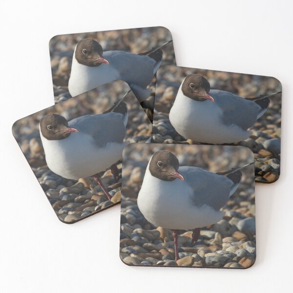 Item preview, Black-Headed Gull designed and sold by GingerMan2550.