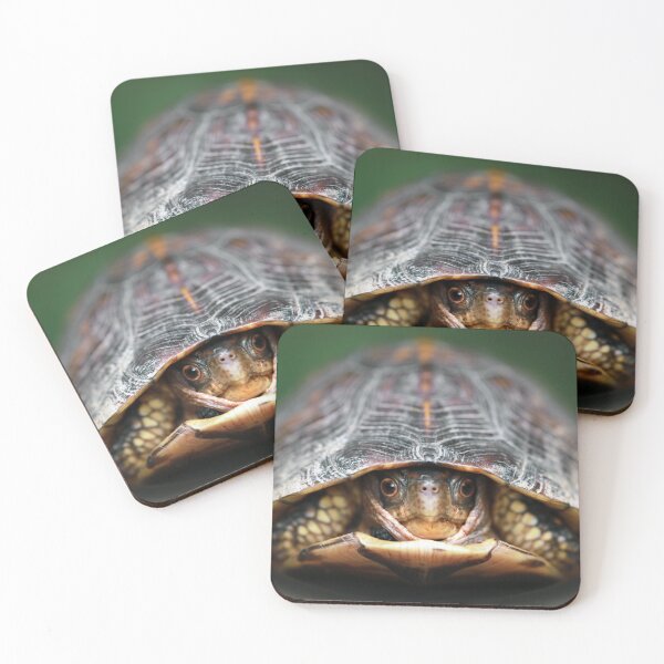 Item preview, Box Turtle designed and sold by StampCity.