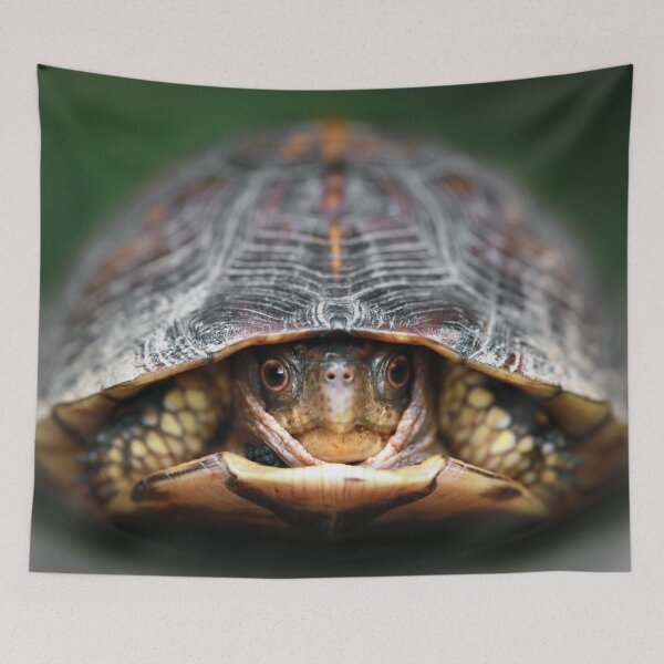 Item preview, Box Turtle designed and sold by StampCity.