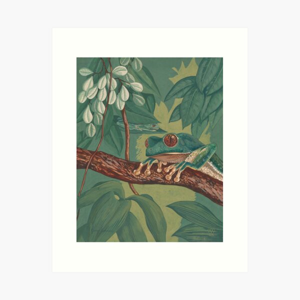 Item preview, Orange-Eyed Tree Frog designed and sold by WCS-Archives.