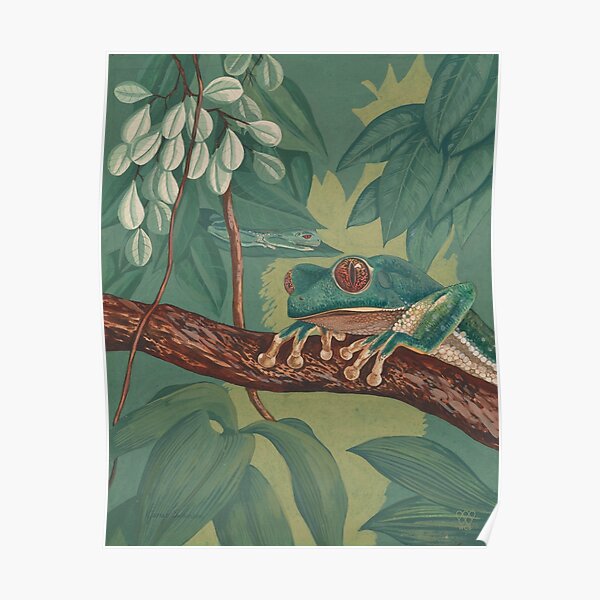 Orange-Eyed Tree Frog Poster