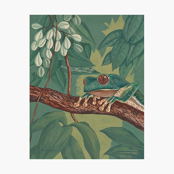 Orange-Eyed Tree Frog Photographic Print