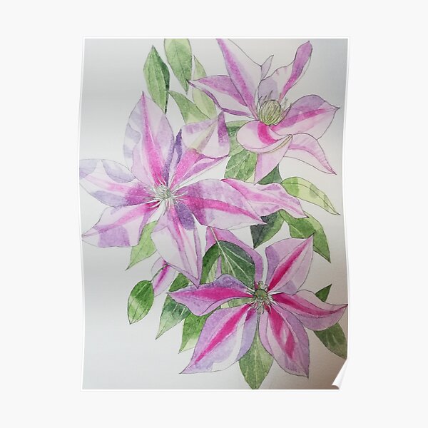 Pink clematis watercolor flowers painting  Poster