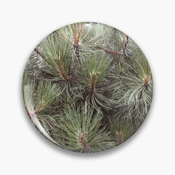 Item preview, Japanese Black Pine Needles Matsu Garden designed and sold by HppyStrngHelthy.