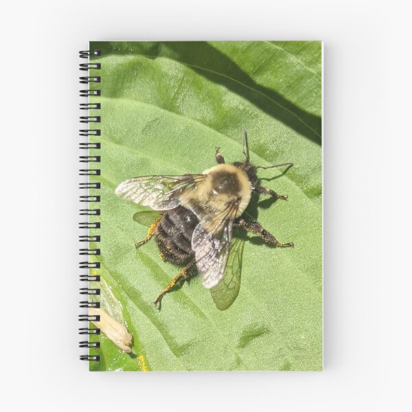 Item preview, Sunbathing bee designed and sold by memorguson.