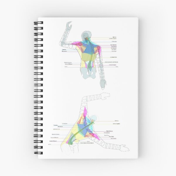 Item preview, Back Torso Muscle Diagrams designed and sold by Squid-ink-art.