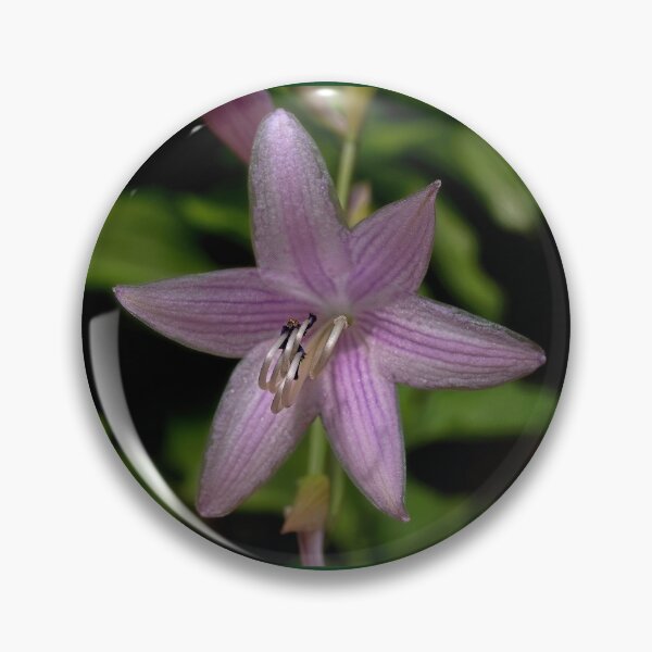 Item preview, Plantain Lily  designed and sold by Lanis Rossi.