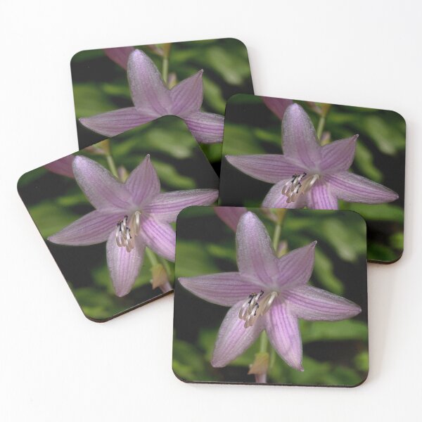 Item preview, Plantain Lily  designed and sold by Lanis Rossi.