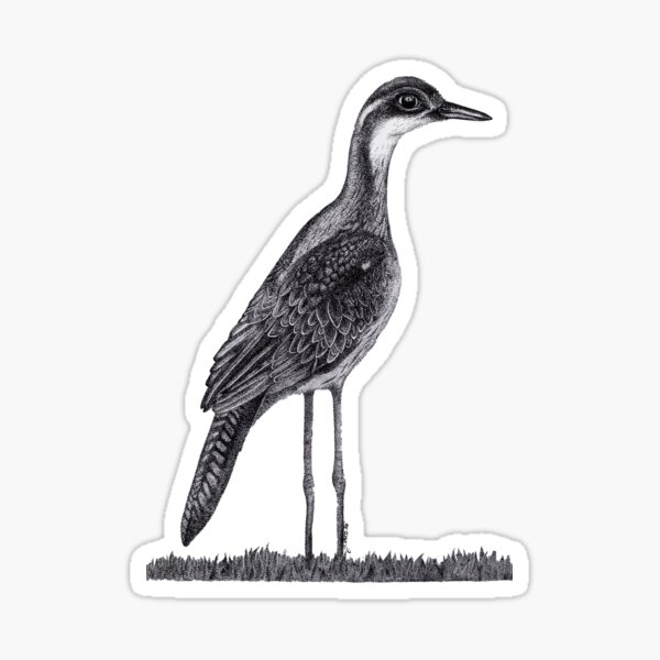 Bush Stone-Curlew Sticker