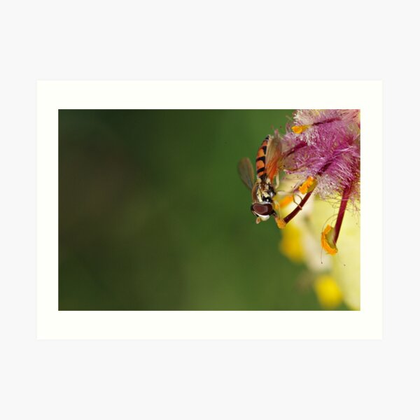 Hoverfly on Moth Mullein Art Print