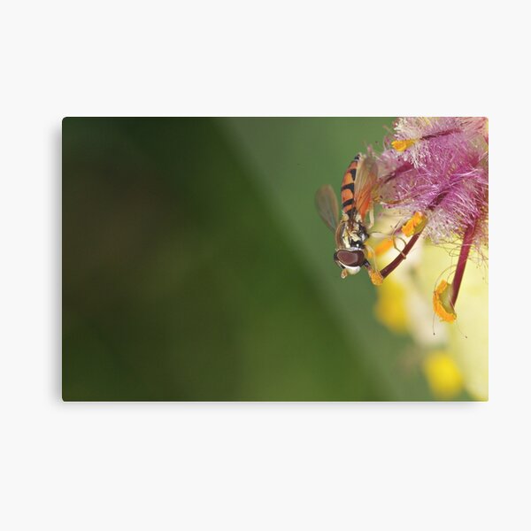 Hoverfly on Moth Mullein Metal Print