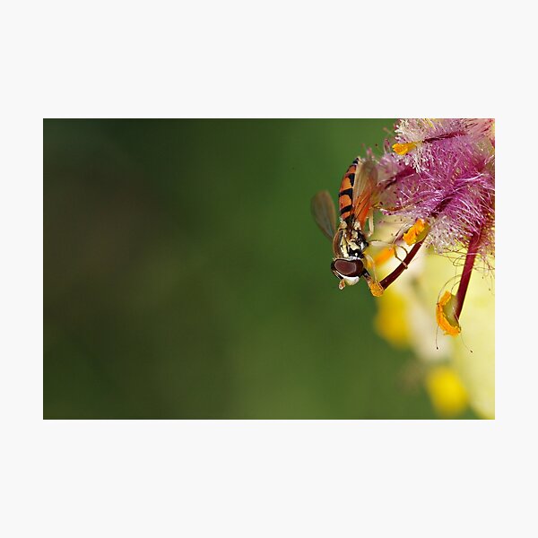 Hoverfly on Moth Mullein Photographic Print