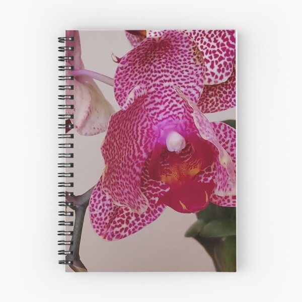 Item preview, White Phalaenopsis Orchid with Pink Burgundy Spots Close up designed and sold by kittenpink.