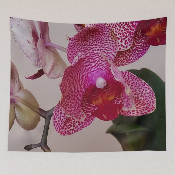 Item preview, White Phalaenopsis Orchid with Pink Burgundy Spots Close up designed and sold by kittenpink.