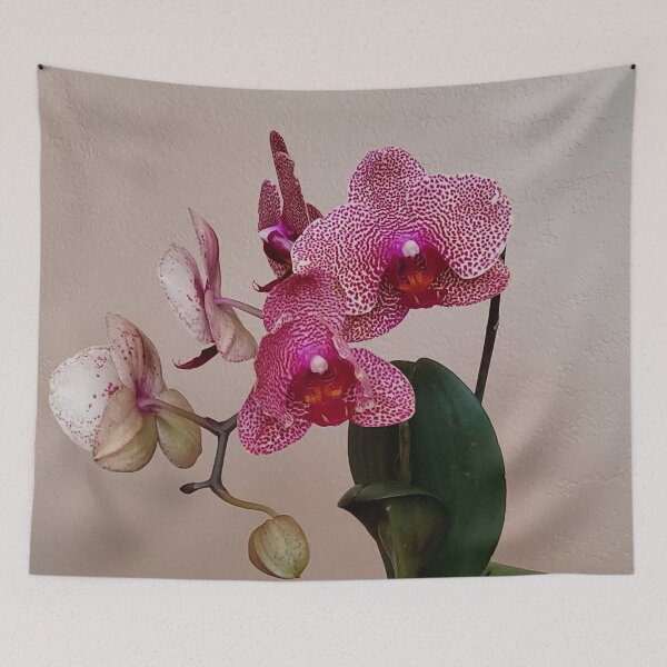 Item preview, I-Hsin Beauty Phalaenopsis Hybrid Pink Spotted White Orchid with Red Lip! designed and sold by kittenpink.