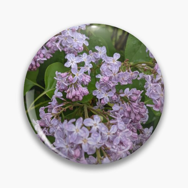Item preview, Lilac blooming designed and sold by memorguson.
