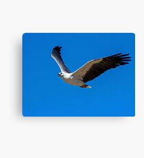 White bellied Sea Eagle Canvas Print