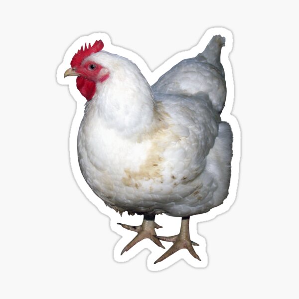 cHIckEn Sticker