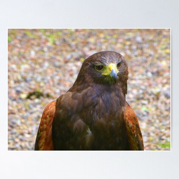 Item preview, Harris hawk designed and sold by irenicrhonda.