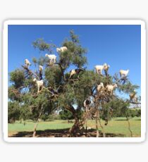 goats in trees Sticker