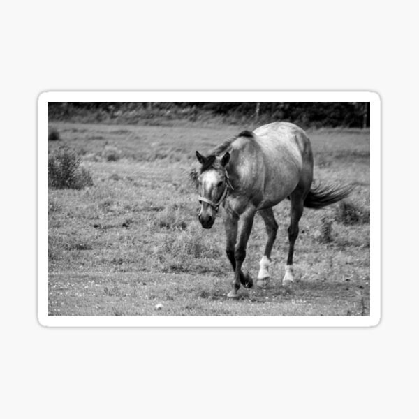 Aperçu de l'œuvre Trot du cheval créée et vendue par Ruth Curtis.