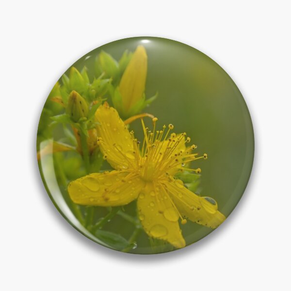 Item preview, Closeup of a Saint-John's wort flower designed and sold by xophotography.