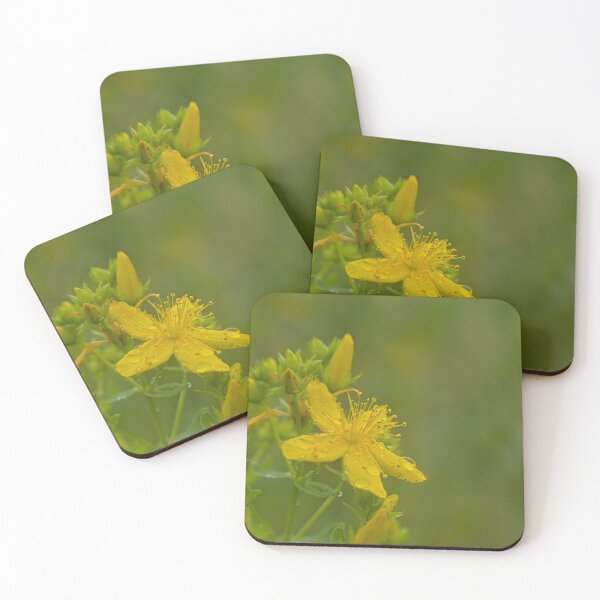 Item preview, Closeup of a Saint-John's wort flower designed and sold by xophotography.