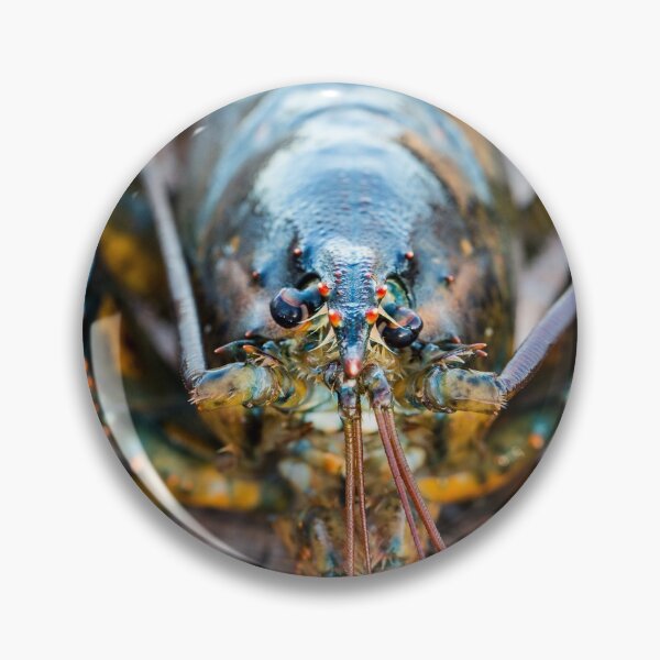 Item preview, Maine Lobster designed and sold by Cheryl Clegg Photo.