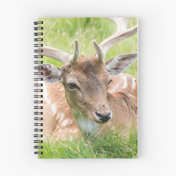 Item preview, Fallow Deer designed and sold by Graphics By Craig.