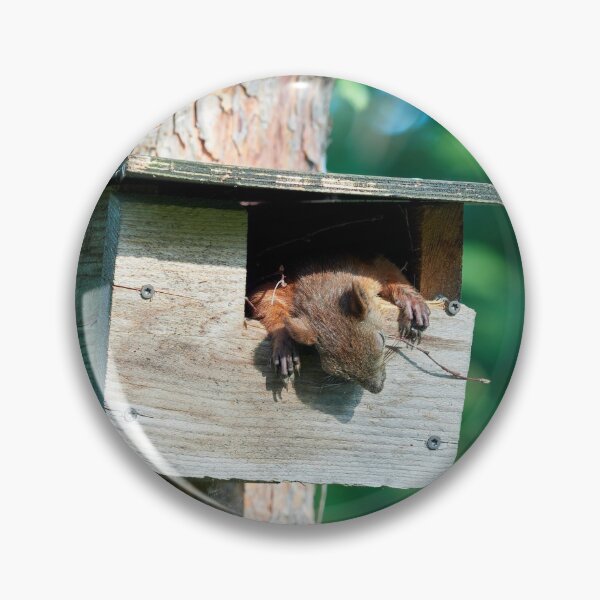 Item preview, Too hot to rock and roll too young to die. Eurasian red squirrel designed and sold by Jouko Lehto Photography.