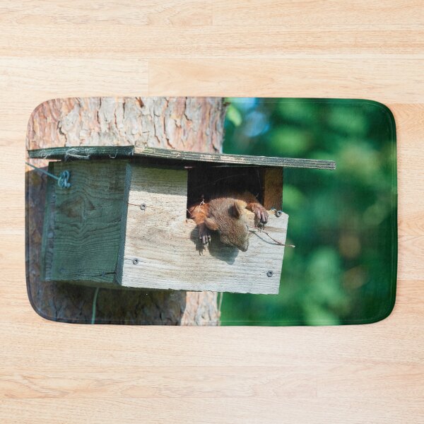 Item preview, Too hot to rock and roll too young to die. Eurasian red squirrel designed and sold by Jouko Lehto Photography.