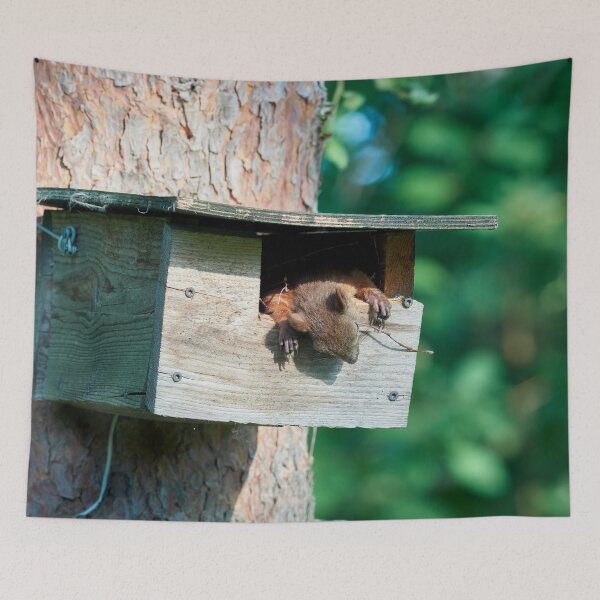 Item preview, Too hot to rock and roll too young to die. Eurasian red squirrel designed and sold by Jouko Lehto Photography.